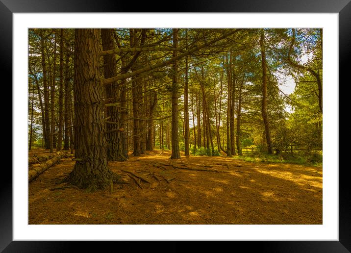 Holkham woods #1 Framed Mounted Print by Bill Allsopp