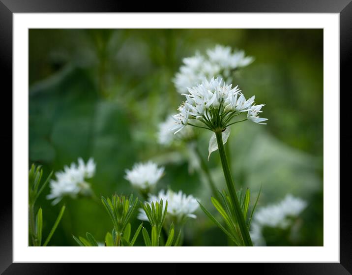 White Garlic flowers in shady woodland. Framed Mounted Print by Bill Allsopp