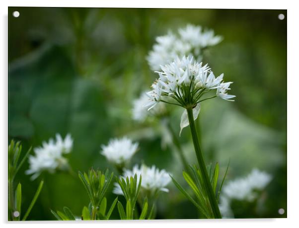 White Garlic flowers in shady woodland. Acrylic by Bill Allsopp