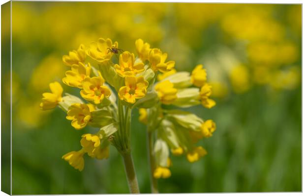 Cowslip with spider. Canvas Print by Bill Allsopp