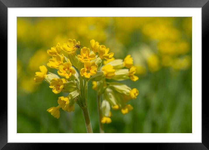 Cowslip with spider. Framed Mounted Print by Bill Allsopp