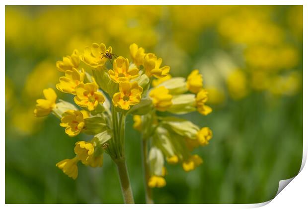 Cowslip with spider. Print by Bill Allsopp