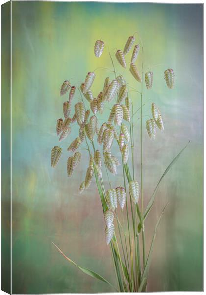 Greater Quaking Grass high key Canvas Print by Bill Allsopp