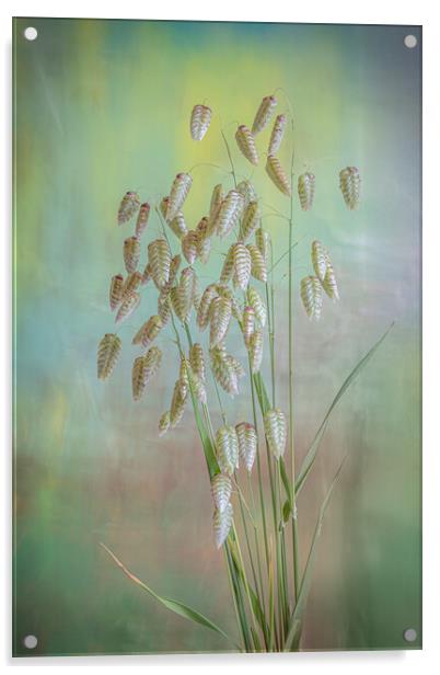 Greater Quaking Grass high key Acrylic by Bill Allsopp