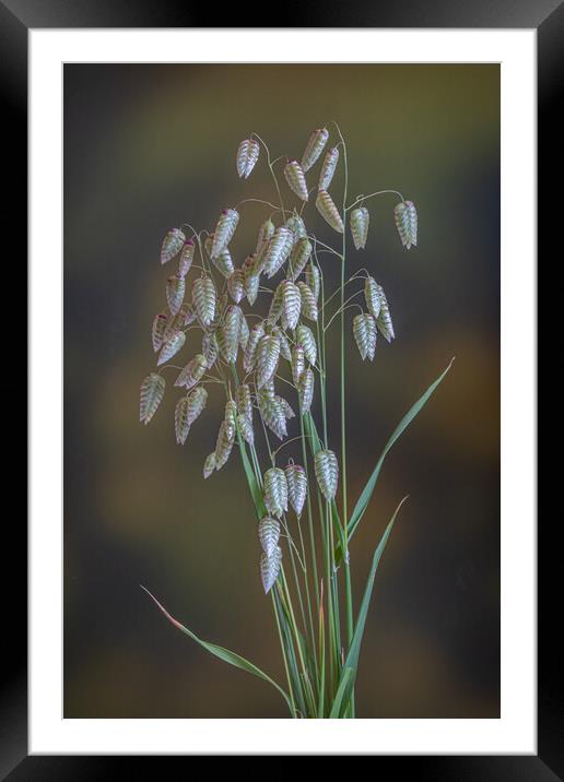 Greater Quaking Grass. Framed Mounted Print by Bill Allsopp