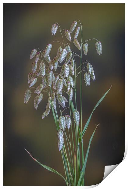 Greater Quaking Grass. Print by Bill Allsopp