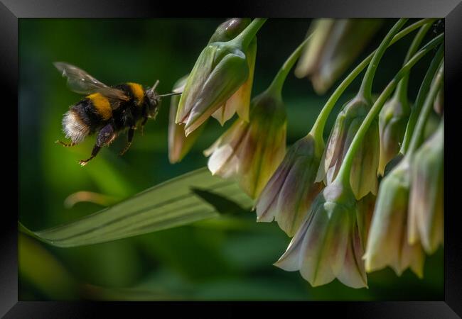 Flight of the Bumble Bee #1 Framed Print by Bill Allsopp