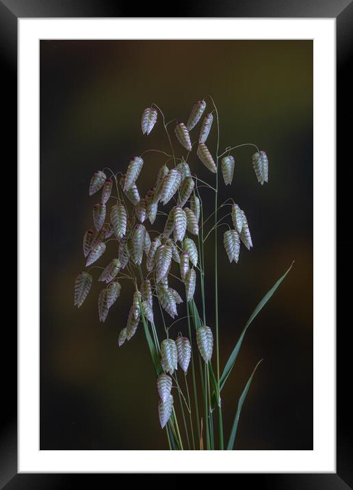 Greater Quaking Grass low key. Framed Mounted Print by Bill Allsopp