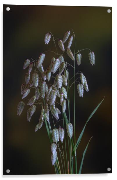 Greater Quaking Grass low key. Acrylic by Bill Allsopp