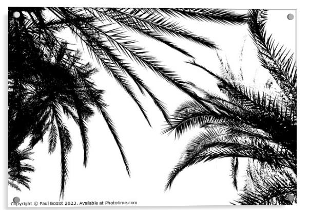 Palms at Tioute oasis, Morocco 2, high contrast  Acrylic by Paul Boizot