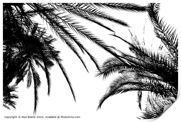 Palms at Tioute oasis, Morocco 2, high contrast  Print by Paul Boizot