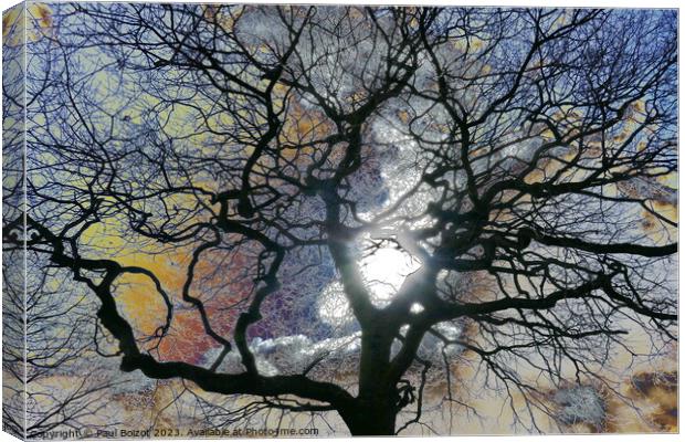 Oak tree in early Spring, York, coloured sky edit Canvas Print by Paul Boizot