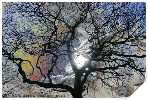 Oak tree in early Spring, York, coloured sky edit Print by Paul Boizot