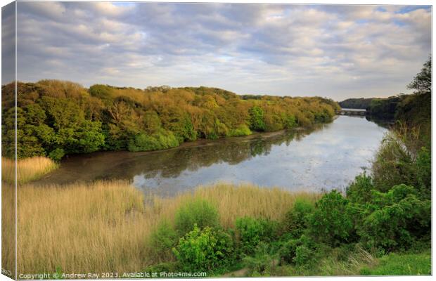 Towards Eight Arch Bridge (Stackpole) Canvas Print by Andrew Ray