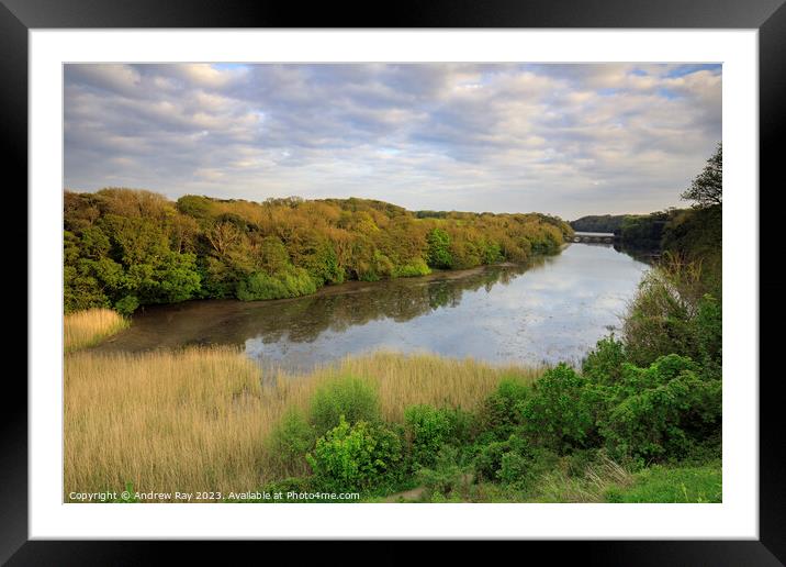 Towards Eight Arch Bridge (Stackpole) Framed Mounted Print by Andrew Ray