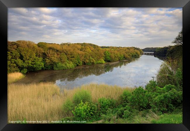 Towards Eight Arch Bridge (Stackpole) Framed Print by Andrew Ray