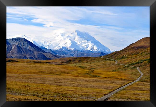 The Road to Denali in Glorious Fall Framed Print by Madeleine Deaton