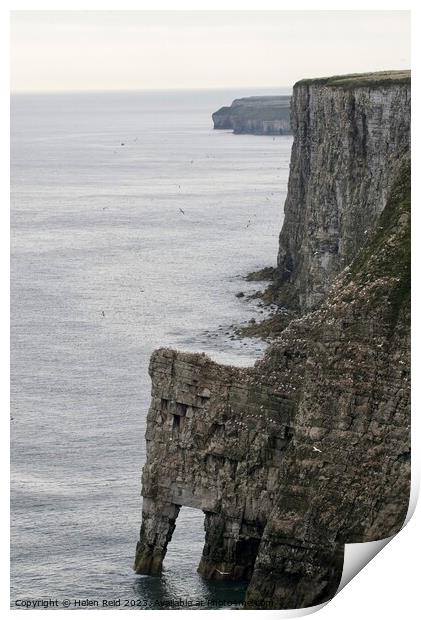 Bempton Cliffs Print by Helen Reid