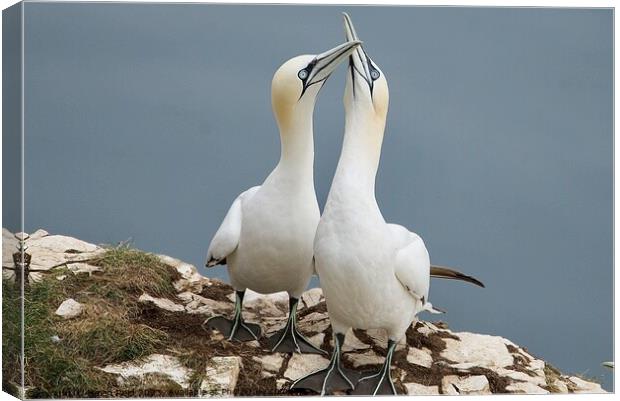 Gannet Birds beaks clacking together Canvas Print by Helen Reid