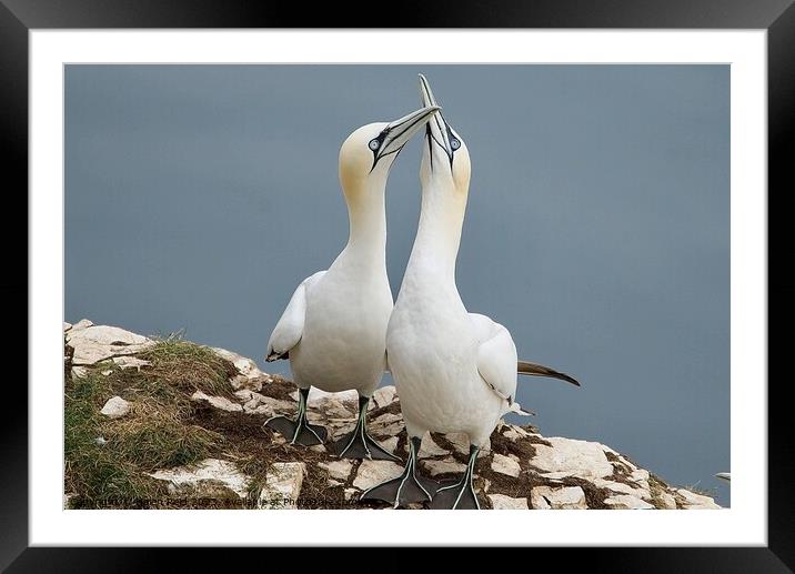 Gannet Birds beaks clacking together Framed Mounted Print by Helen Reid