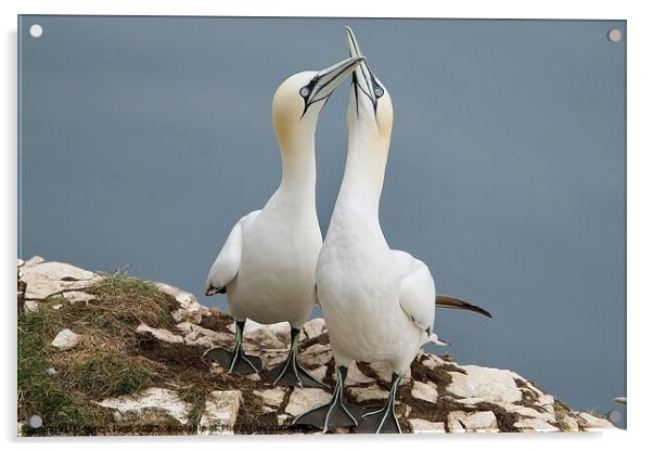 Gannet Birds beaks clacking together Acrylic by Helen Reid