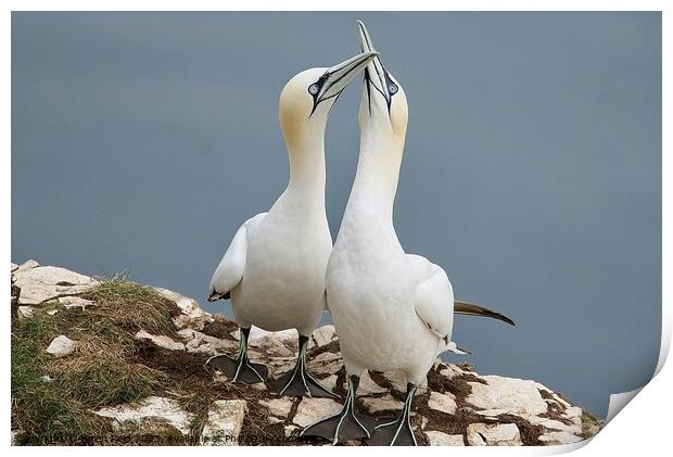 Gannet Birds beaks clacking together Print by Helen Reid