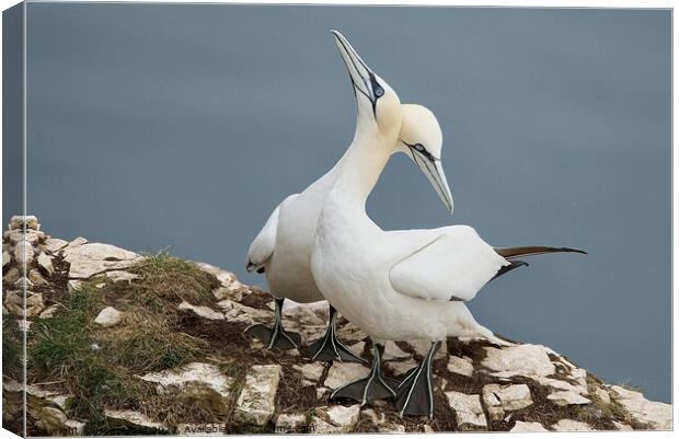 Gannets together Canvas Print by Helen Reid