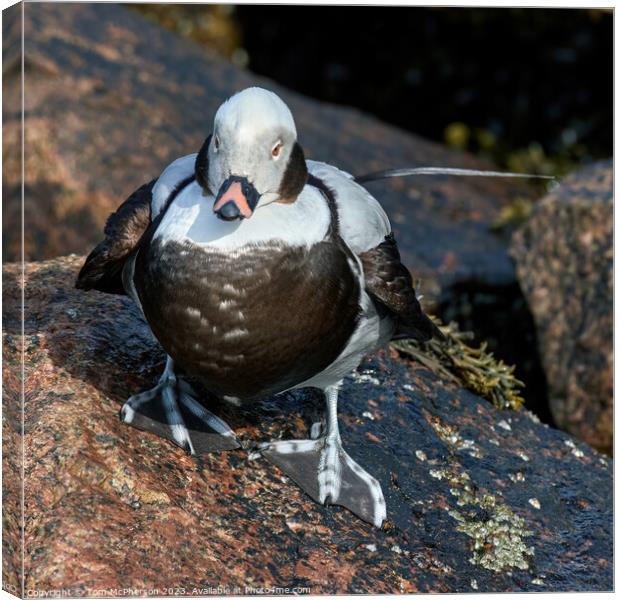 Arctic Feathered Long-Tailed Duck Canvas Print by Tom McPherson