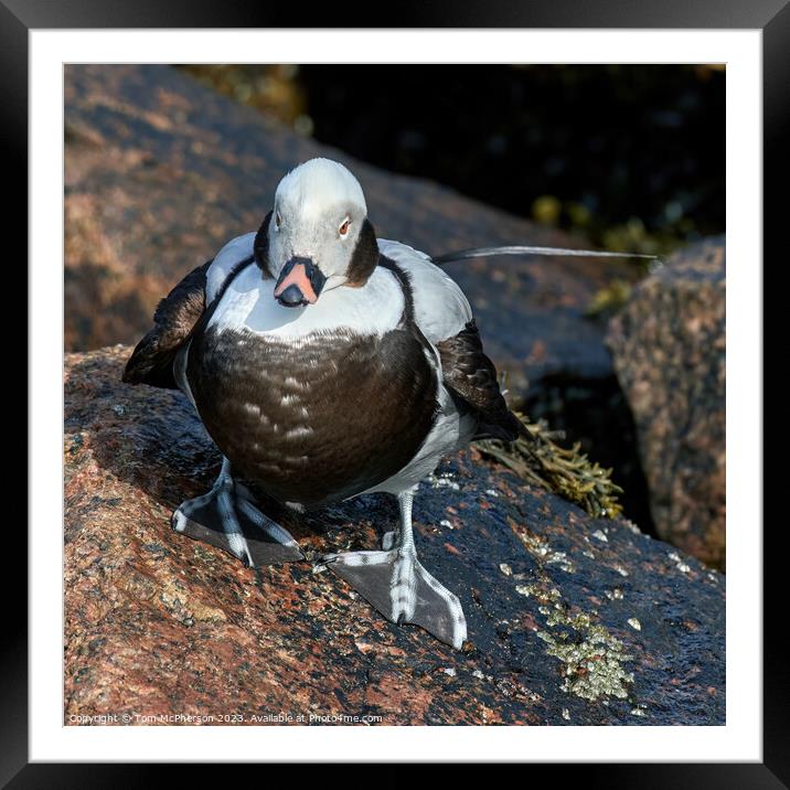 Arctic Feathered Long-Tailed Duck Framed Mounted Print by Tom McPherson
