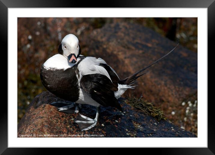 Arctic's Long-Tailed Sea Duck Portrait Framed Mounted Print by Tom McPherson