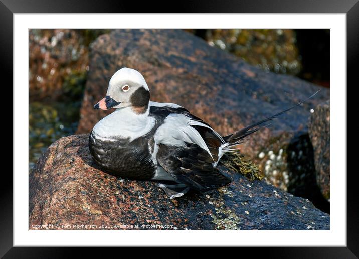 Arctic Beauty: Long-tailed Duck Perched Framed Mounted Print by Tom McPherson