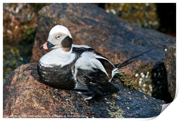 Arctic Beauty: Long-tailed Duck Perched Print by Tom McPherson