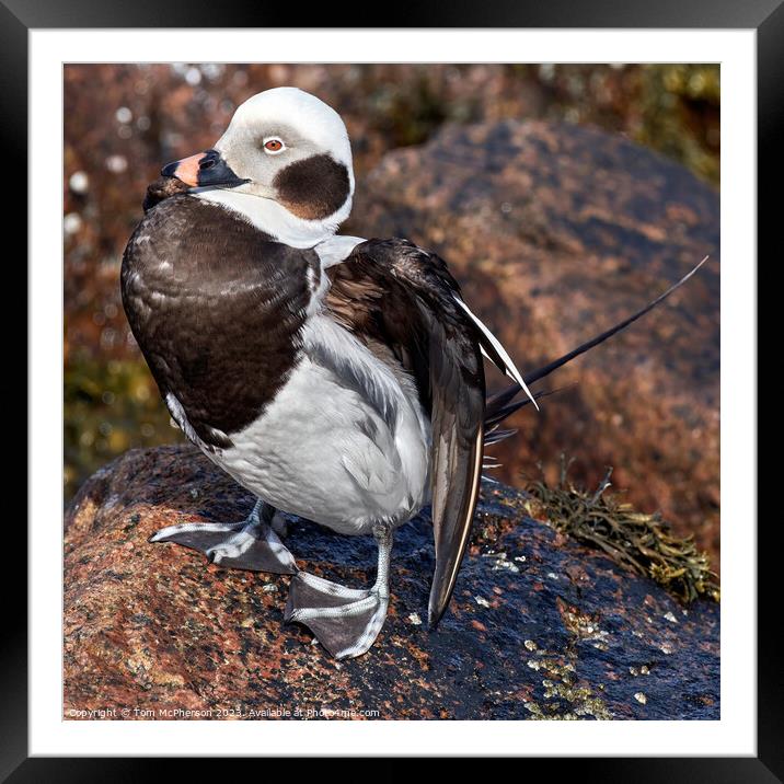 Arctic Explorer: Long-Tailed Duck Amidst Rocks Framed Mounted Print by Tom McPherson