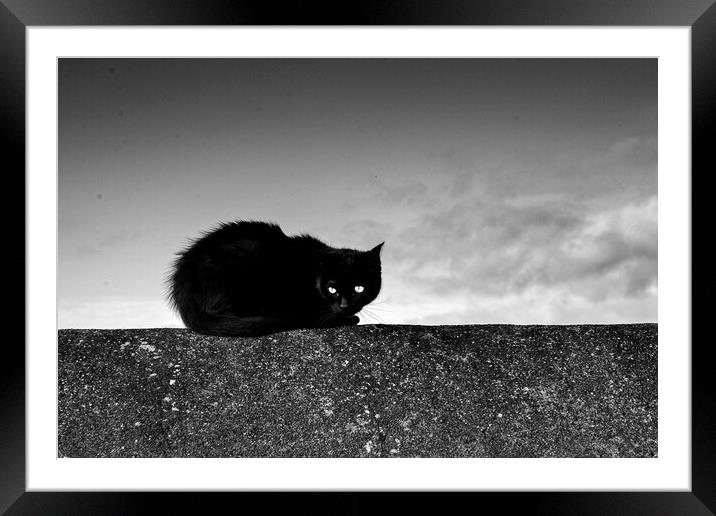 black cat on wall. Framed Mounted Print by Andrew chittock