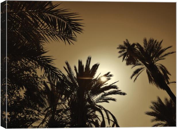 Sun through palms, Tioute oasis 2, sepia Canvas Print by Paul Boizot