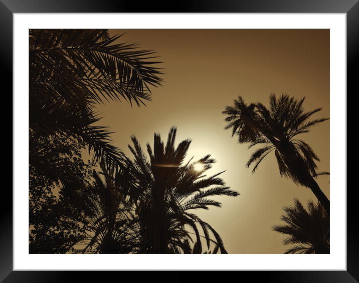 Sun through palms, Tioute oasis 2, sepia Framed Mounted Print by Paul Boizot