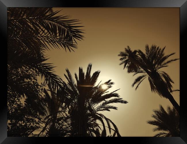 Sun through palms, Tioute oasis 2, sepia Framed Print by Paul Boizot