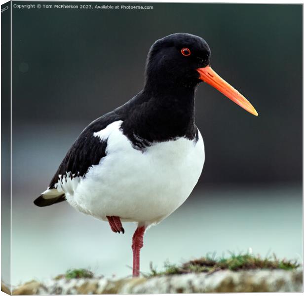 Oystercatcher at Burghead Harbour Canvas Print by Tom McPherson