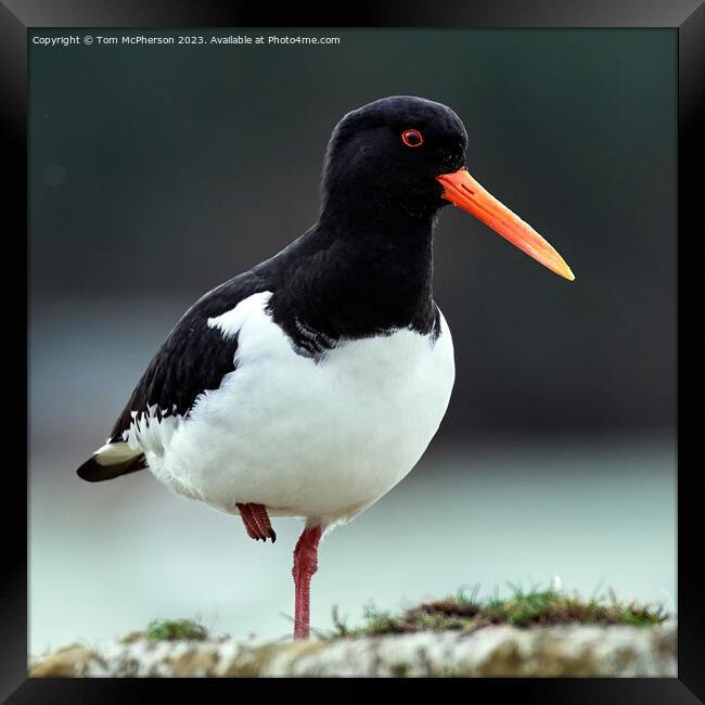 Oystercatcher at Burghead Harbour Framed Print by Tom McPherson