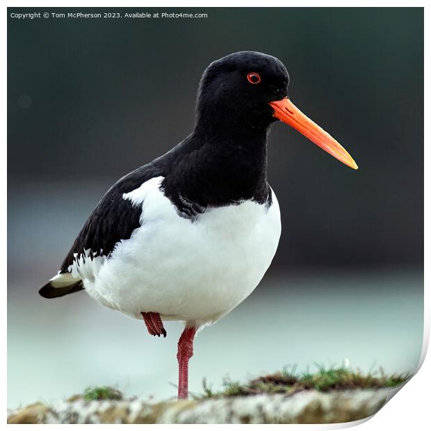 Oystercatcher at Burghead Harbour Print by Tom McPherson