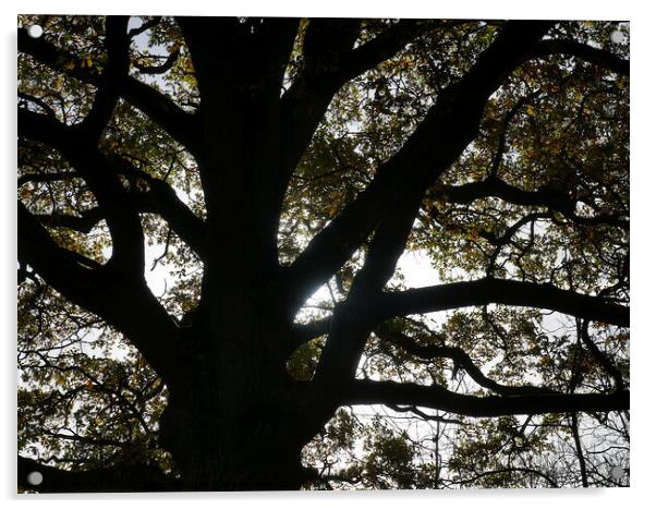 Autumn oak tree, Oxfordshire Acrylic by Paul Boizot