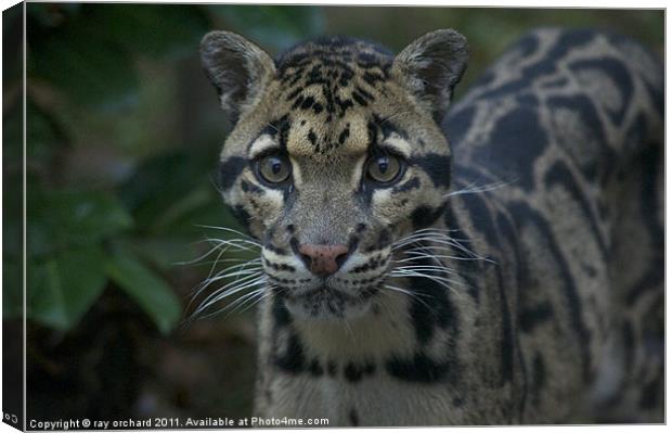 ben the clouded leopard Canvas Print by ray orchard