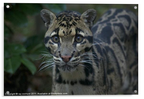 ben the clouded leopard Acrylic by ray orchard