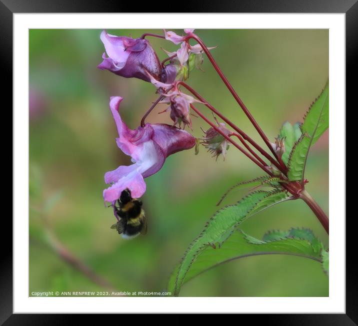 The Bee and the Flower. Framed Mounted Print by ANN RENFREW