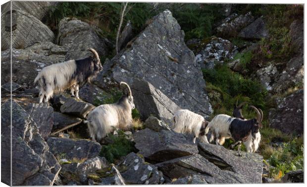 Wild mountain goats Canvas Print by Rory Trappe
