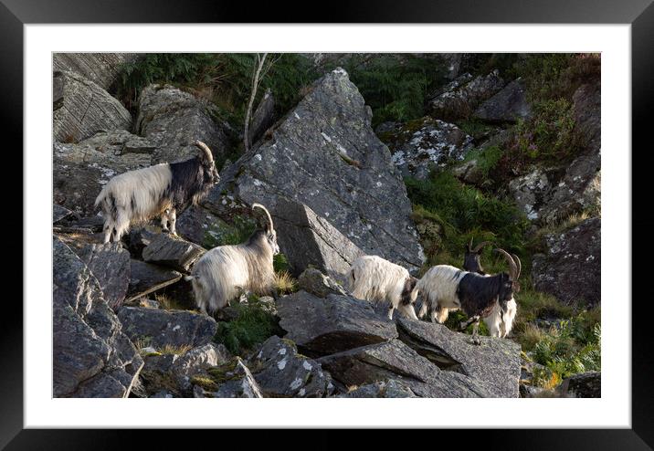 Wild mountain goats Framed Mounted Print by Rory Trappe