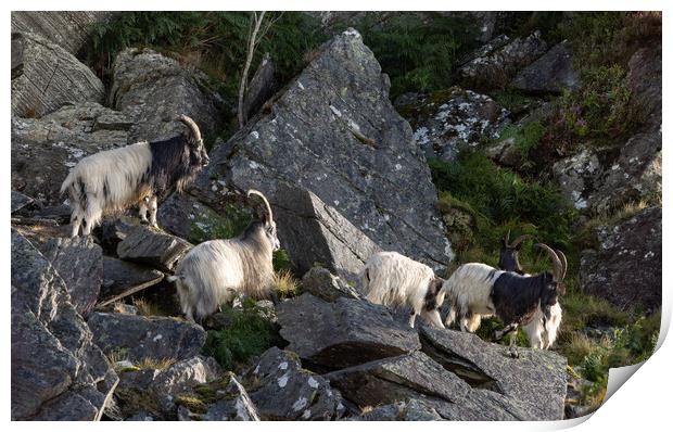 Wild mountain goats Print by Rory Trappe