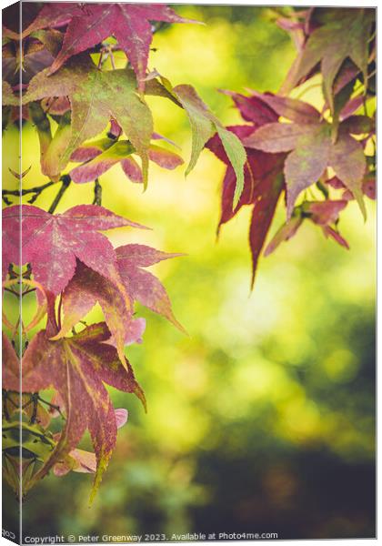 Autumnal Leaves On The Trees At Batsford Arboretum Canvas Print by Peter Greenway