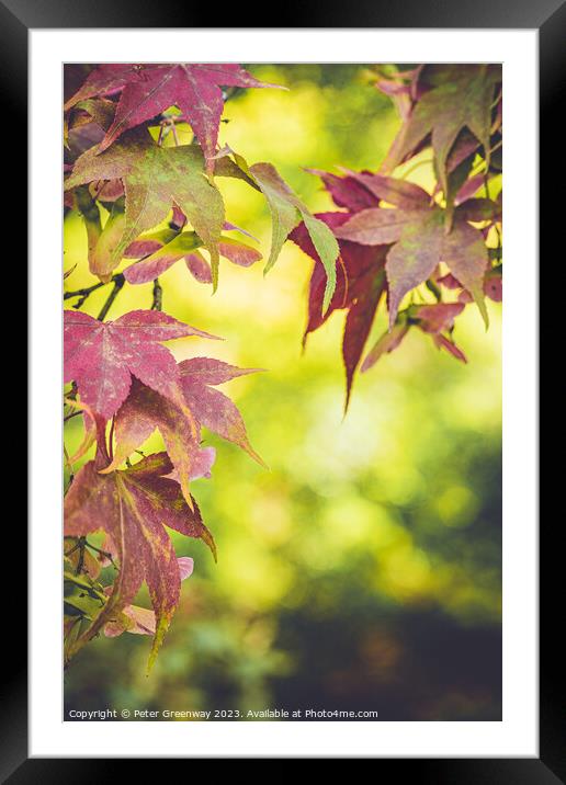 Autumnal Leaves On The Trees At Batsford Arboretum Framed Mounted Print by Peter Greenway