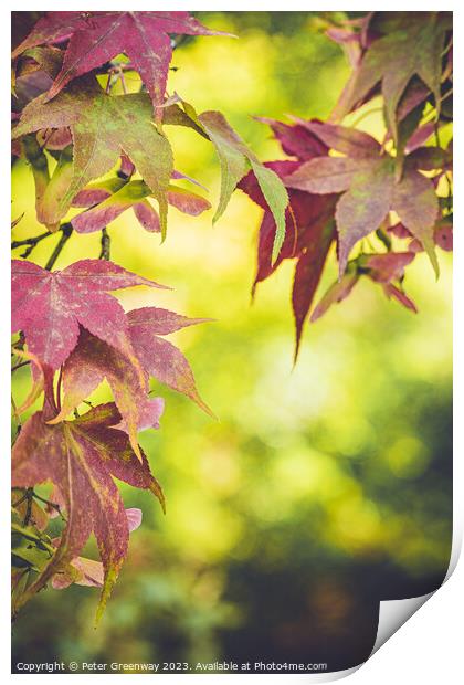 Autumnal Leaves On The Trees At Batsford Arboretum Print by Peter Greenway
